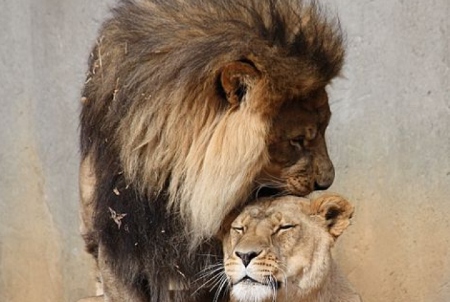 leon/https://commons.wikimedia.org/wiki/File:Lion_Mating_Ritual.jpg